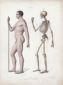 Ilustración para La Anatomía de las Formas Externas del Hombre: Hombre de pie, vista lateral de European School