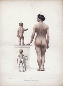 Ilustración para La anatomía de las formas externas del hombre: Mujer y niño de pie, vista posterior (litografía en color)