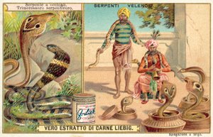 Cobra india y víbora de pozo de European School