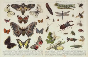 Insectos y otros invertebrados de European School