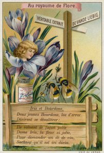 Iris y abejorros de European School