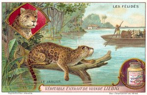 Jaguar