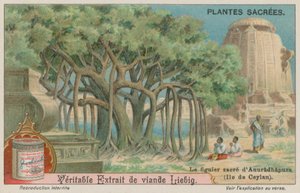 Jaya Sri Maha Bodhi, un árbol de higuera sagrado para el budismo en Sri Lanka