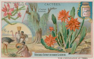 Cactus Joncine