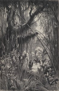 Selva en la Cordillera de Salta, noroeste de Argentina de European School
