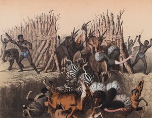 Kaffirs conduciendo animales a una fosa (litografía en color)