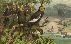 Cacatúa de cola en cuña, Corella de European School