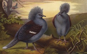 Palomas coronadas