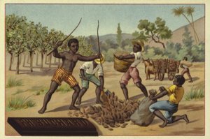 Cargando vainas de cacao en sacos, África de European School