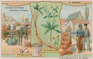 Rubia y la Venta de la Raíz de European School