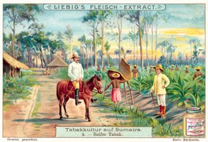 Plantas de tabaco maduras