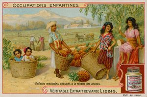 Niños mexicanos recolectando la cosecha de piña de European School