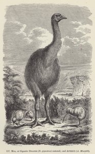 Moa, o Dinornis giganteus restaurado; y Apteryx, A Mantelli de European School