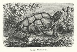 Tortuga de barro (grabado)