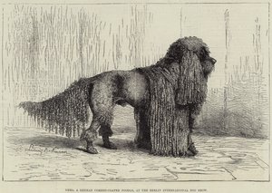 Nero, un caniche alemán de pelo rizado, en la Exposición Internacional Canina de Berlín (grabado) de European School
