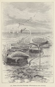 Nidos del flamenco rojo, Phoenicopterus ruber, Cuvier de European School