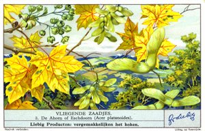 Arce de Noruega (Acer platanoides) (cromolito) de European School