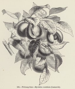 Árbol de nuez moscada, Myristica moschata, Lamarck de European School