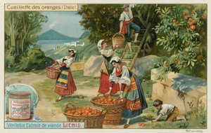 Cosecha de naranjas en Italia