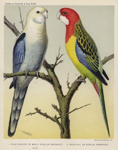 Parrakeet de cabeza pálida o parrakeet rosella carnoso, parrakeet rosella o parrakeet rosella gallina (litografía en color) de European School