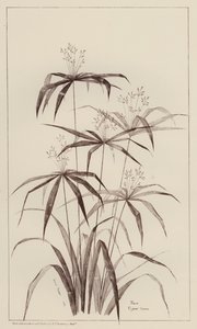 Palmera Cyperus Luscus (litho) de European School