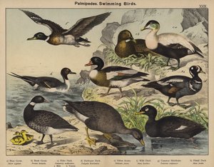 Palmípedos, Pájaros nadadores (litografía en color) de European School