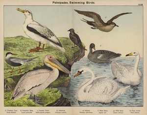 Palmípedos, aves nadadoras de European School