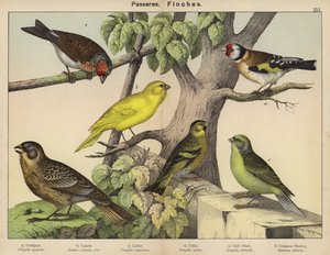 Paseriformes, pinzones de European School