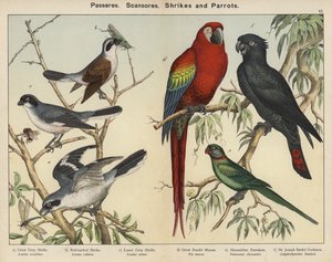 Passeres, Scansores, Alcaudones y Cotorras (litografía en color)