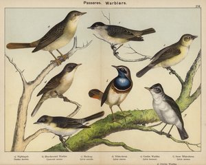 Paseriformes, currucas de European School