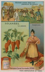Pimiento de European School