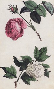 Rosa rosa y hortensia blanca (litografía en color) de European School