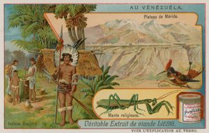 Meseta de Mérida con colibrí y mantis religiosa y Wayu indios de European School