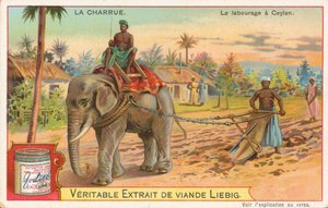 Arado de elefante, Ceilán, tarjeta Liebig, principios del siglo XX (cromo) de European School