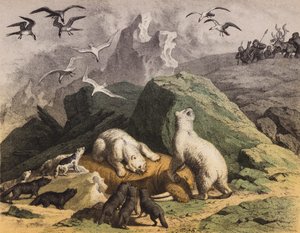 Osos polares del norte de Siberia dándose un festín con una morsa muerta (litografía en color) de European School