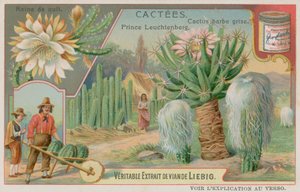 Reina de la Noche, Príncipe Leuchtenberg y Cactus de Barba Gris