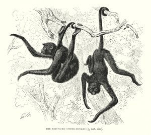 Mono araña de cara roja (grabado) de European School