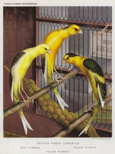 Scotch Fancy Canaries, Buff Piebald, Yellow Piebald (litografía en color) de European School