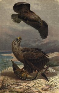 Águila marina de European School