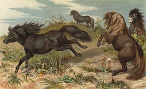 Poni de Shetland