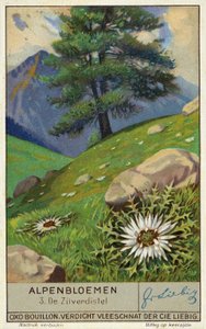 Cardo plateado (cromolito)