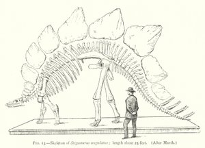 Esqueleto de Stegosaurus ungulatus de European School