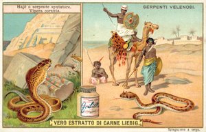 Cobra escupidora y víbora cornuda de European School