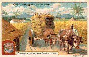 Plantación de caña de azúcar, Cuba