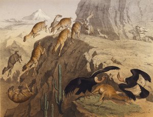 La cordillera de los Andes en Perú (litografía en color) de European School
