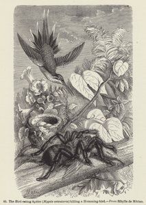 La araña comedora de aves (Mygale avicularia) matando a un colibrí
