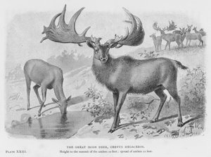 El gran ciervo irlandés, Cervus Megaceros