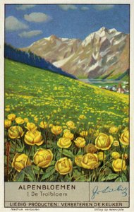 Trollius (globeflower) (cromolito) de European School