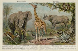 Animales salvajes de European School