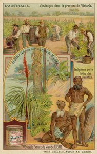 Viticultores en Victoria, aborígenes Aranda y plantas típicas a lo largo de las riberas del río Murray de European School